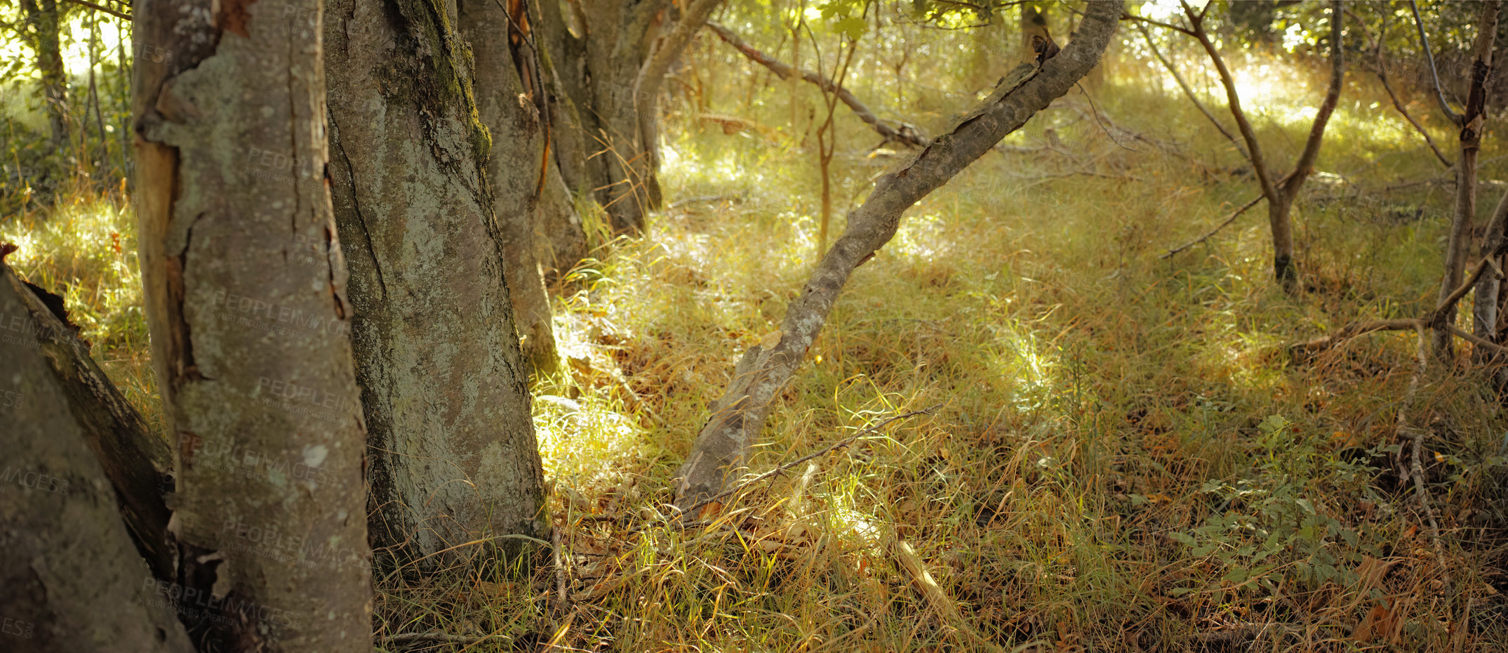 Buy stock photo Hardwood forest uncultivated - Denmark