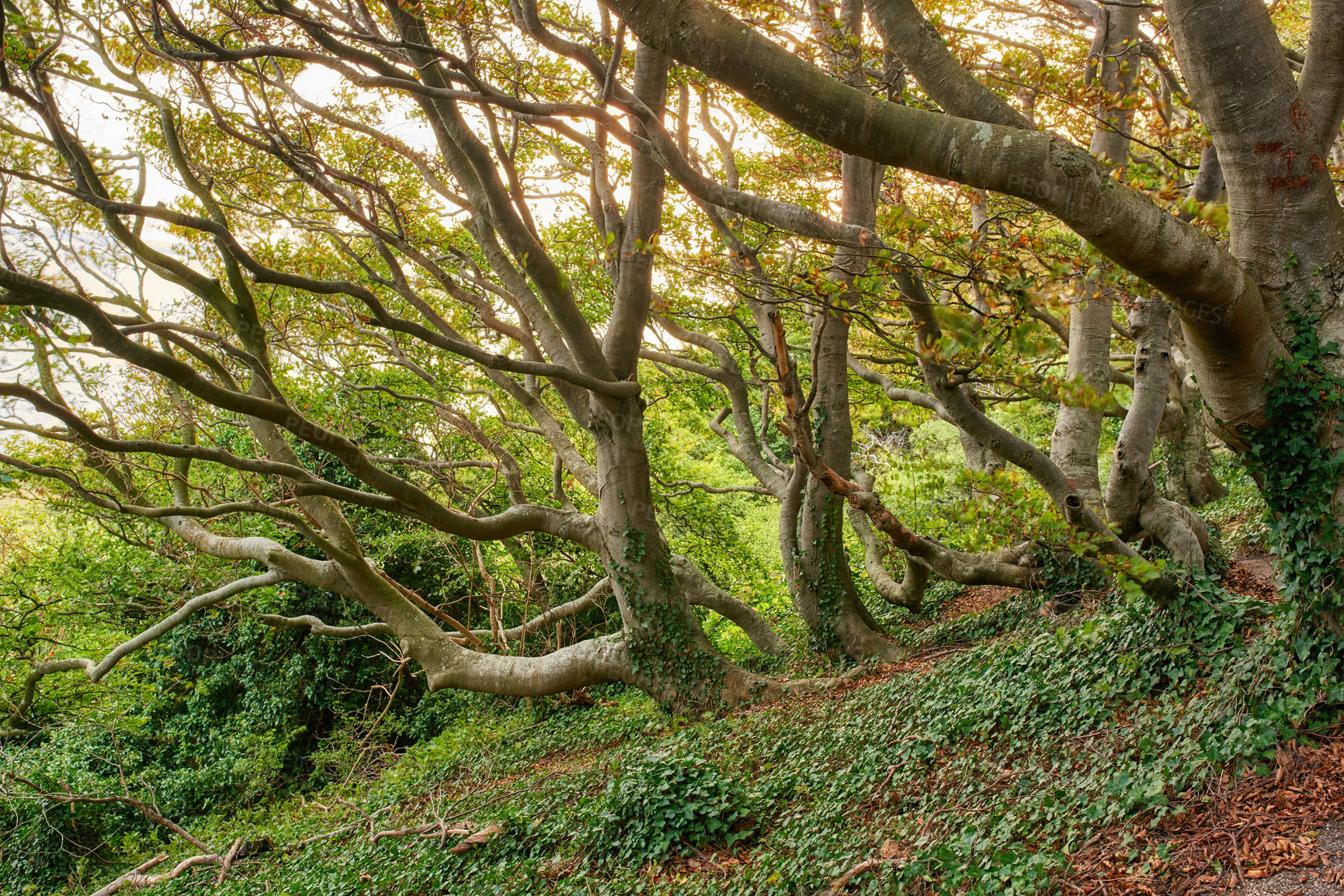 Buy stock photo Hardwood forest uncultivated - Denmark