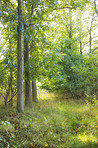 Hardwood forest - Denmark