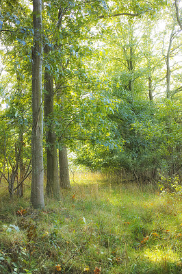 Buy stock photo Hardwood forest uncultivated - Denmark