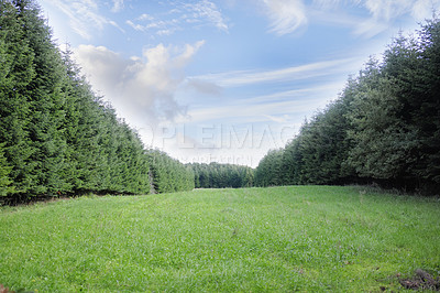 Buy stock photo Hardwood forest uncultivated - Denmark