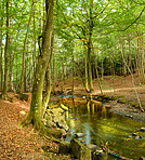 Hardwood forest - Denmark