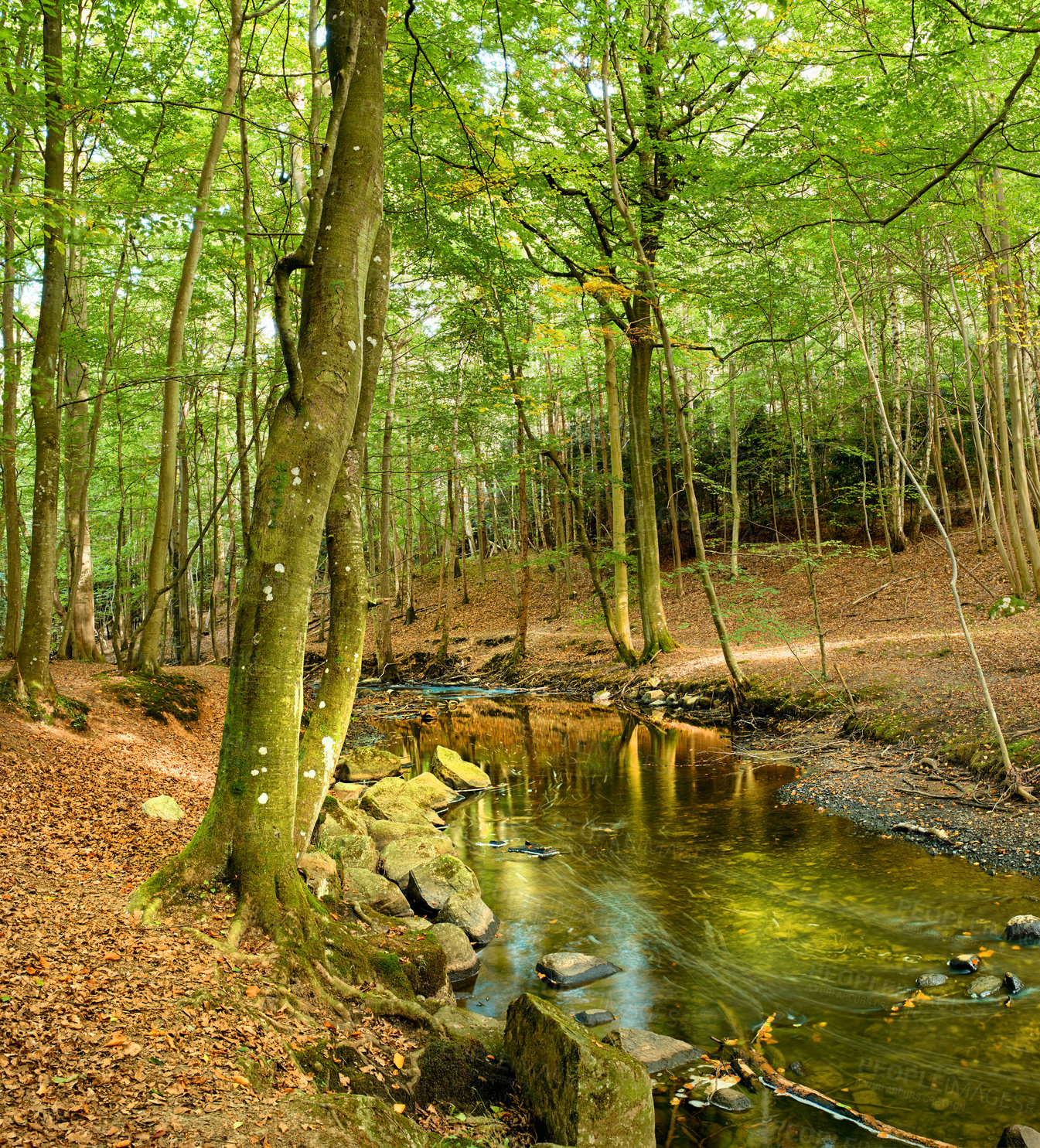 Buy stock photo Hardwood forest uncultivated - Denmark