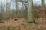 Hardwood forest - Denmark