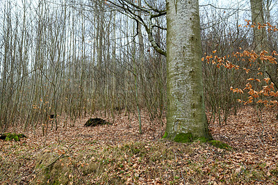 Buy stock photo Hardwood forest uncultivated - Denmark