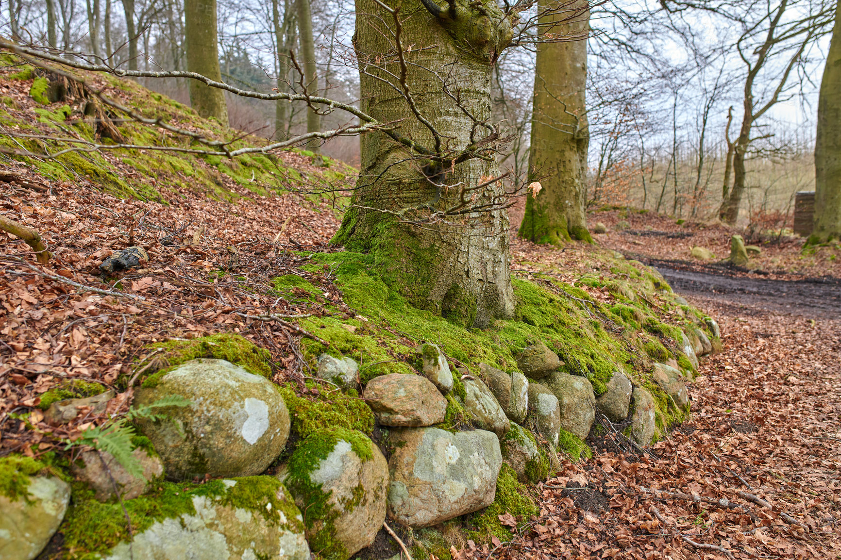 Buy stock photo Hardwood forest uncultivated - Denmark