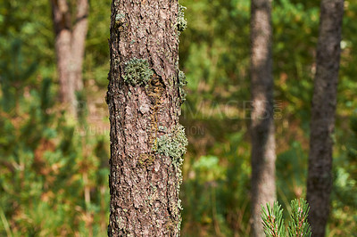 Buy stock photo Closeup of a beautiful pine tree in a forest on a sunny afternoon. Scenic and peaceful nature with bright green leaves, plants, and trees. Calm and tranquil outdoors landscape of woodland in summer