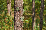 Pine trees in Denmark