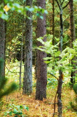 Buy stock photo Landscape of fir, cedar or pine trees growing in quiet woods in Germany. Environmental nature conservation and cultivation of resin plants in remote coniferous forest. Serene and peaceful countryside