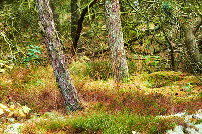 Buy stock photo Beautiful Pine trees in a wild forest in summer. Landscape of green plants, grass, and bushes growing in nature. Shrubs outdoors in a secluded uncultivated environment on a sunny spring day
