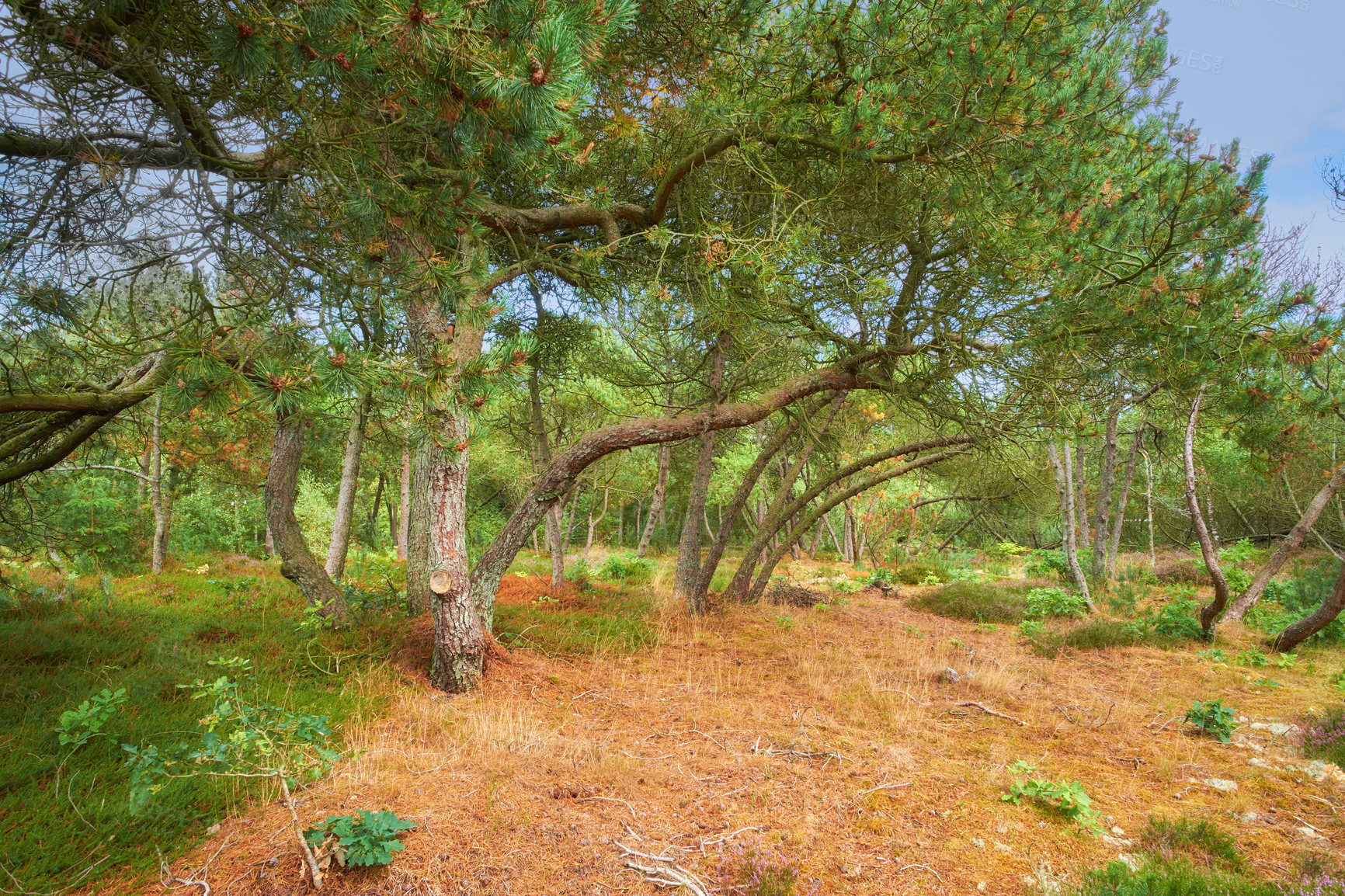 Buy stock photo Forest with bent trees and green plants in Autumn. Landscape of many pine trees and branches in nature. Lots of uncultivated vegetation and shrubs growing in a secluded woodland environment in Sweden