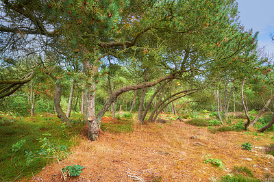 Buy stock photo Forest with bent trees and green plants in Autumn. Landscape of many pine trees and branches in nature. Lots of uncultivated vegetation and shrubs growing in a secluded woodland environment in Sweden