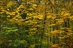 Hardwood forest - Denmark