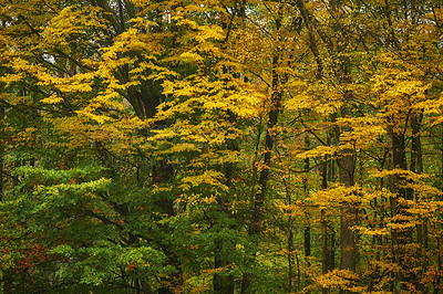 Buy stock photo Hardwood forest uncultivated - Denmark