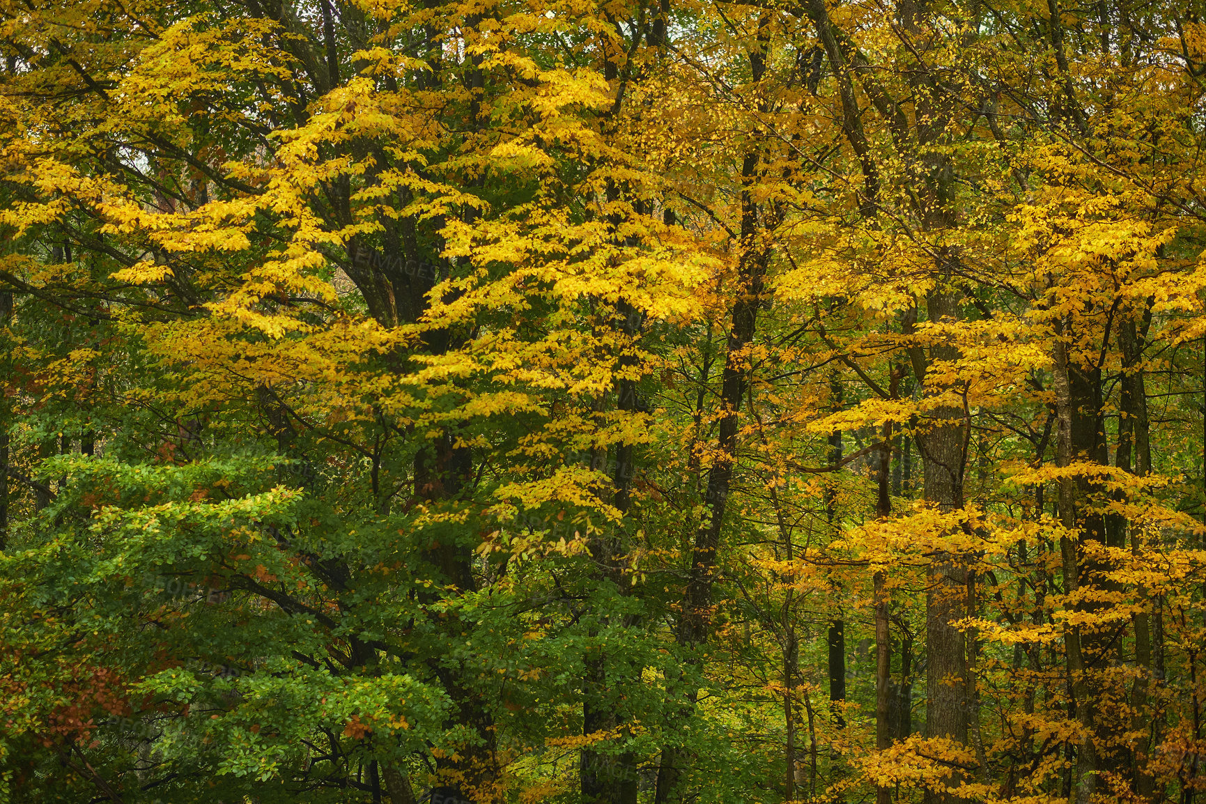 Buy stock photo Hardwood forest uncultivated - Denmark