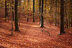 Hardwood forest - Denmark