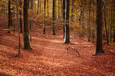 Buy stock photo Hardwood forest uncultivated - Denmark