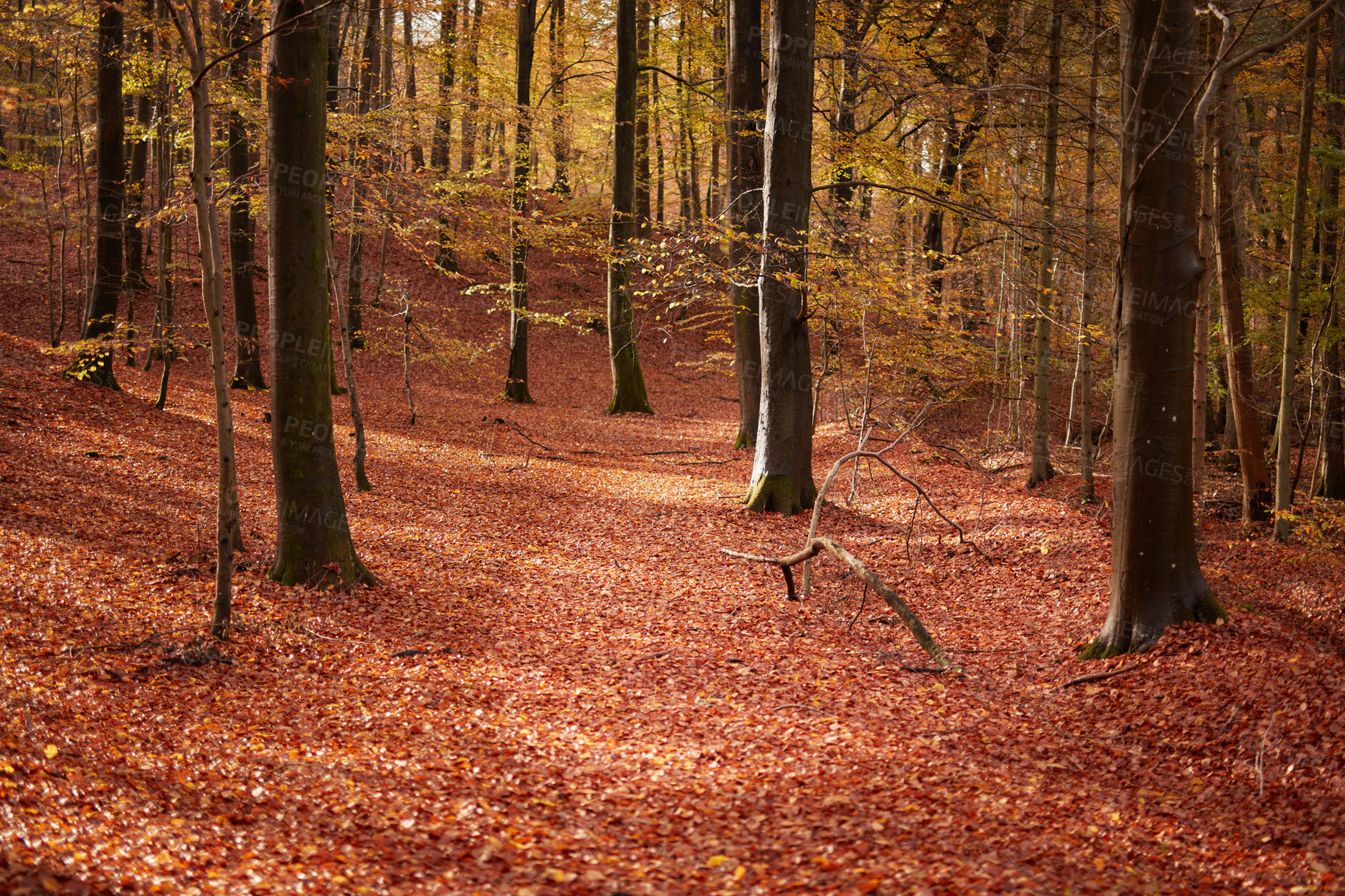 Buy stock photo Hardwood forest uncultivated - Denmark