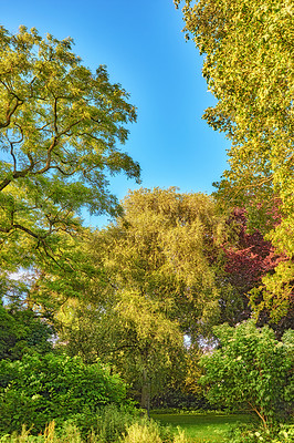 Buy stock photo Hardwood forest uncultivated - Denmark