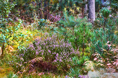 Buy stock photo Colorful bushes in a lush green pine  forest, beauty in a nature with a mix of organic colors. Vibrant plants growing in harmony with nature, in a peaceful, quiet soothing zen woods 