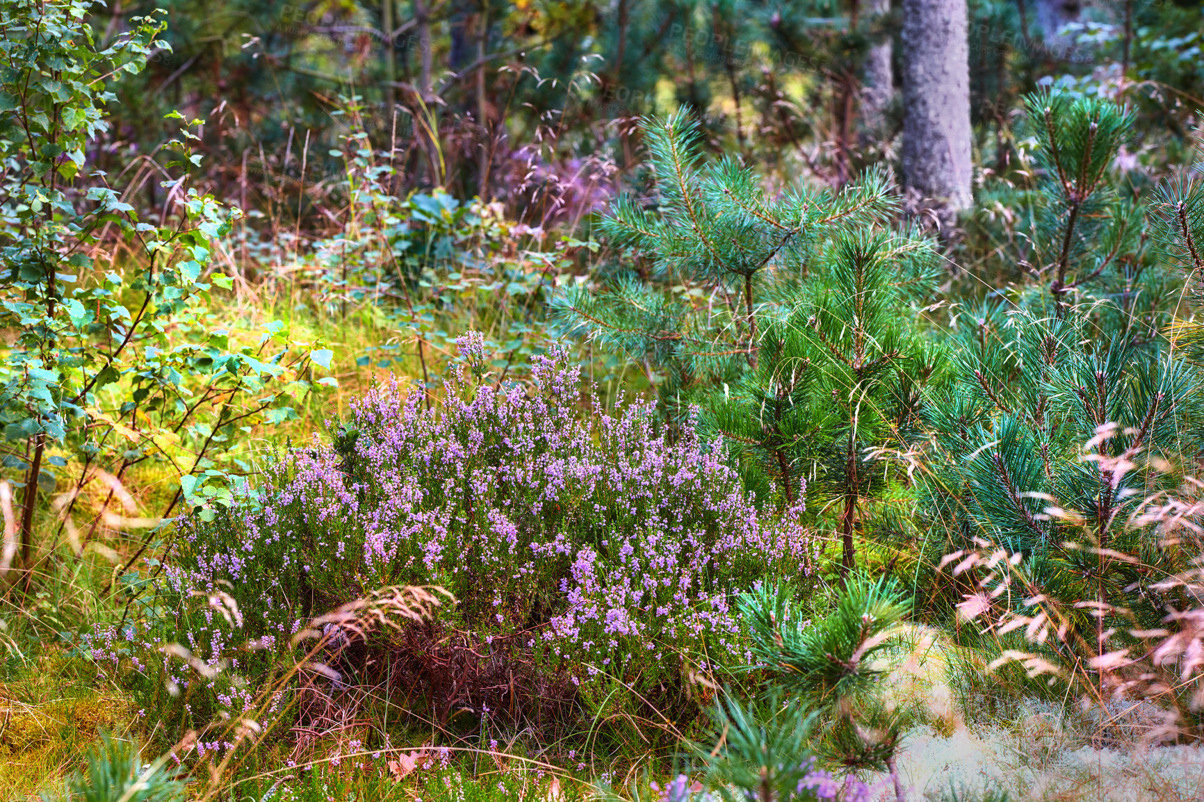 Buy stock photo Colorful bushes in a lush green pine  forest, beauty in a nature with a mix of organic colors. Vibrant plants growing in harmony with nature, in a peaceful, quiet soothing zen woods 