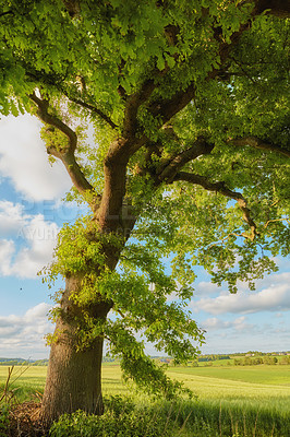 Buy stock photo Tree, growth and environment with sustainability, landscape and woods with agriculture. Empty, outdoor and blue sky with field, forest and earth day with ecology, natural and springtime in Denmark