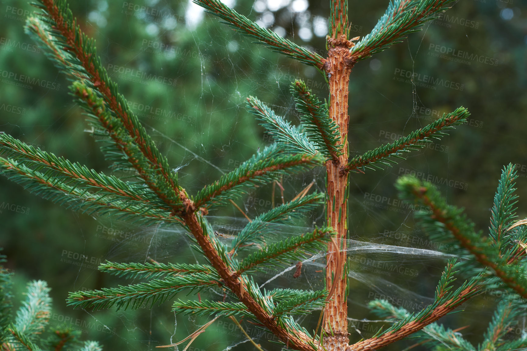 Buy stock photo Closeup of a pine tree with webs between the branches in a wild forest. Green vegetation with cobwebs growing in untouched nature in a secluded, uncultivated environment on a bright and beautiful day