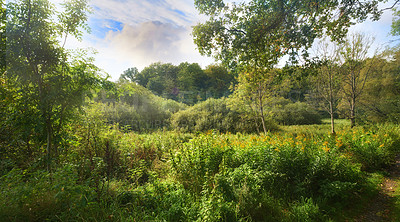 Buy stock photo Nature, field and trees with plants in meadow for environment, ecosystem and ecology in spring. Natural background, woods and grass, foliage and leaf outdoors for terrain, growth and sustainability