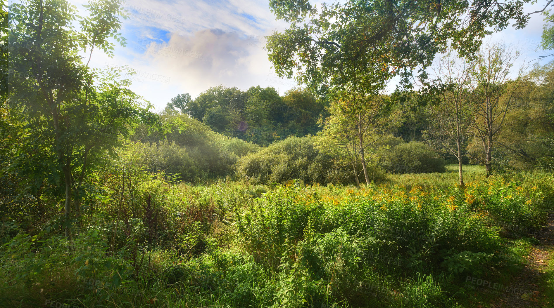 Buy stock photo Hardwood forest uncultivated - Denmark