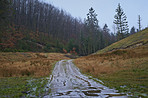 Pine trees in Denmark