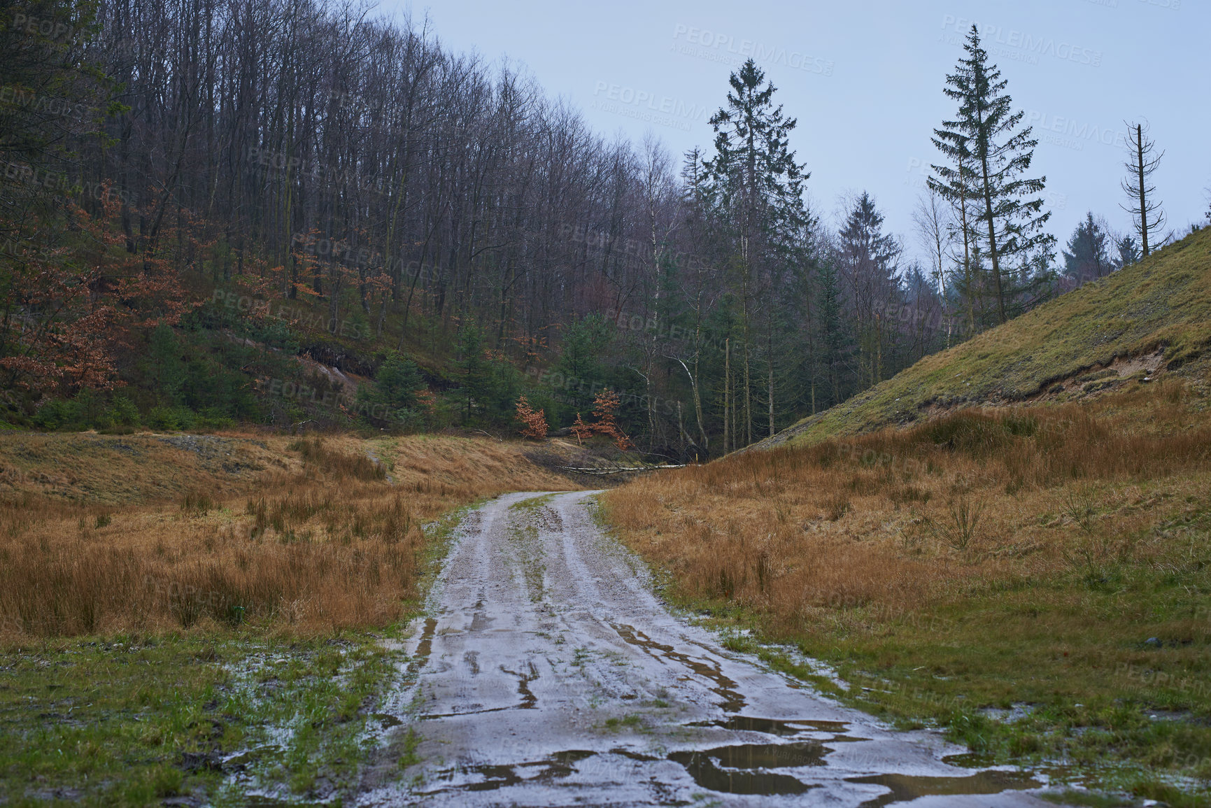 Buy stock photo A pine tree forest landscape with wet clay road in nature during winter. A slippery dirt road in rural countryside area on a cold, overcast, and rainy day in a natural conservation during sunset