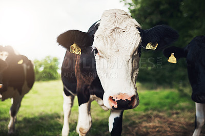 Buy stock photo Portrait of a curious young cow looking at the camera outside on a farm during the day
