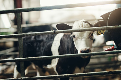 Buy stock photo Farming, barn and portrait of calf at fence with bucket for nutrition at sustainable business for dairy production. Growth, development and young cow in pen with milk, food and healthy agro industry