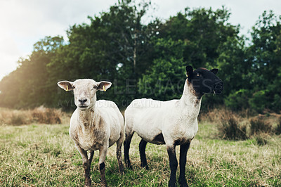 Buy stock photo Environment, grass and sheep on farm in outdoor, countryside and nature on land, woods or morning. Animal, field and livestock agriculture for farming or agribusiness, sustainability and wool