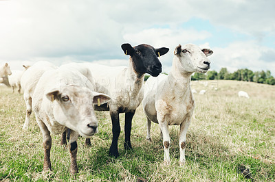 Buy stock photo Shot of three sheep standing next to each other while looking into the horizon at something outside on a farm