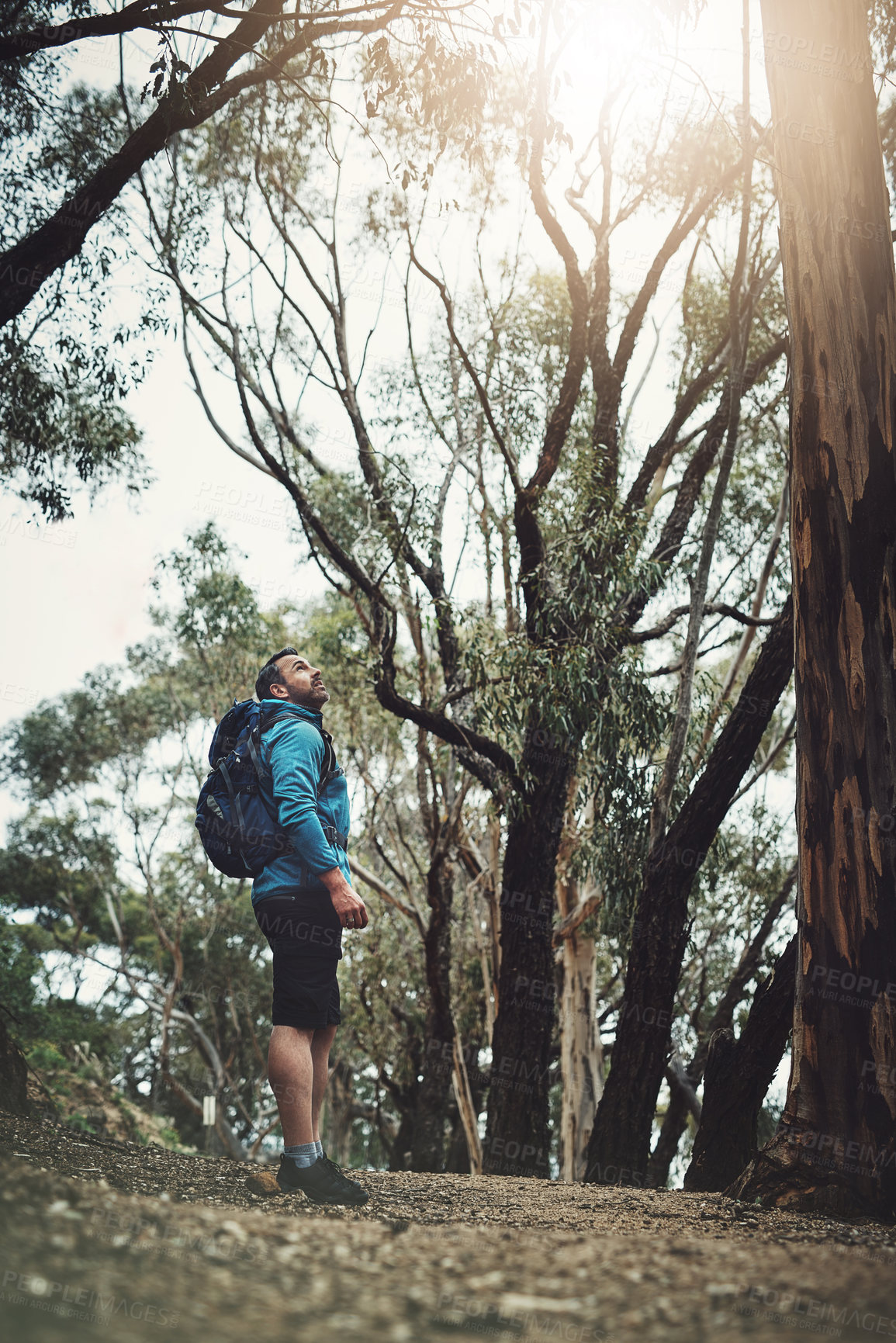 Buy stock photo Forest, hiking and man with nature, fitness and peaceful with vacation, adventure and wellness. Person, outdoor and woods with guy, trees and journey with health, exercise and explore with training