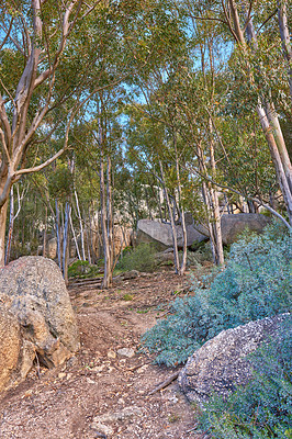 Buy stock photo An empty hiking spot in a mountain forest. Below of tall green trees in nature with lots of bushes near a stony or rock path on a slope of Table Mountain National Park, Cape Town, South Africa