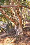 Trails of Table Mountain National Park