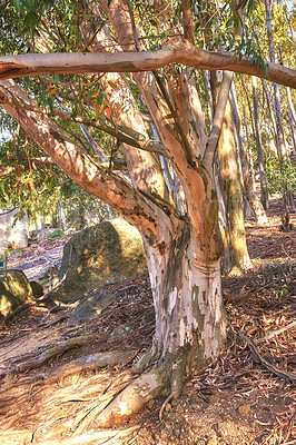 Buy stock photo Forest of Eucalyptus trees growing in a rocky meadow on a hillside in South Africa. Landscape of a birch tree with bark peeling in cultivated woodland near Cape Town. Peaceful and serene nature scene