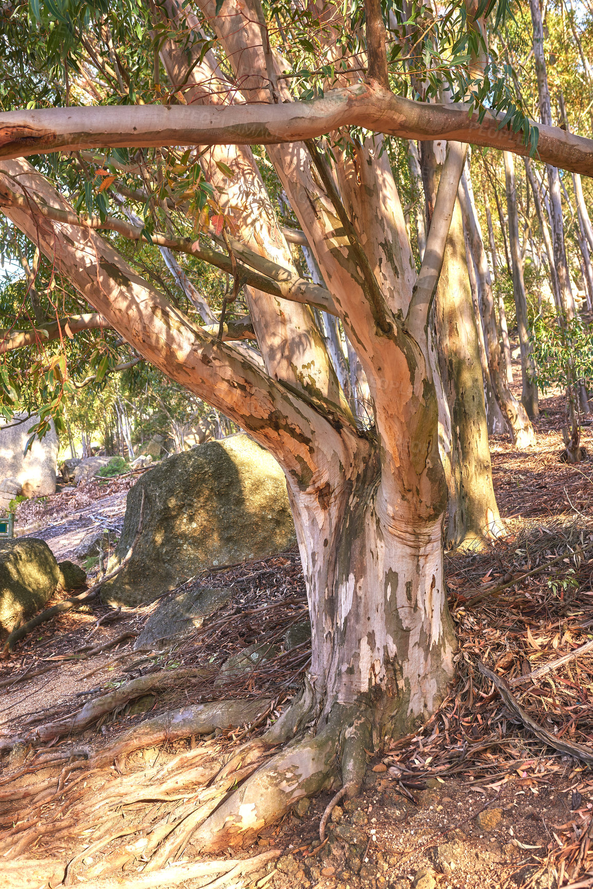 Buy stock photo Forest of Eucalyptus trees growing in a rocky meadow on a hillside in South Africa. Landscape of a birch tree with bark peeling in cultivated woodland near Cape Town. Peaceful and serene nature scene