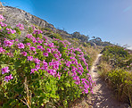 Trails of Table Mountain National Park