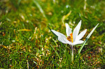 Common snowdrop - Galanthus nivalis 