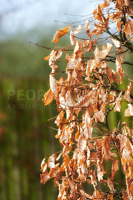 Buy stock photo Autumn leaves, tree and nature with fall for season, natural change or growth in countryside. Closeup, empty and petals with plant, ecology or shedding for ecosystem, conservation or photosynthesis