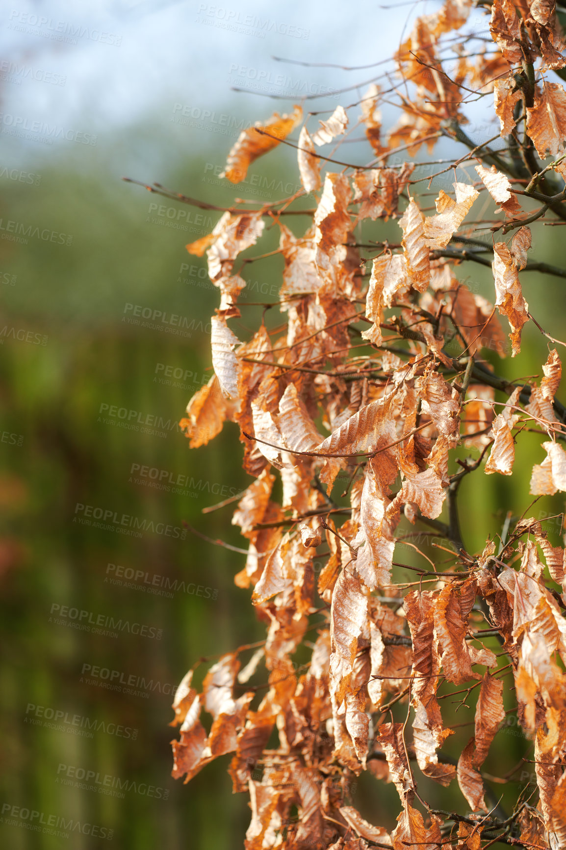 Buy stock photo A series of beautiful garden photos