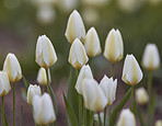 Common snowdrop - Galanthus nivalis 