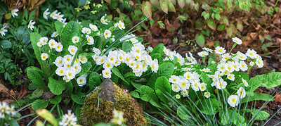 Buy stock photo A series of beautiful garden photos