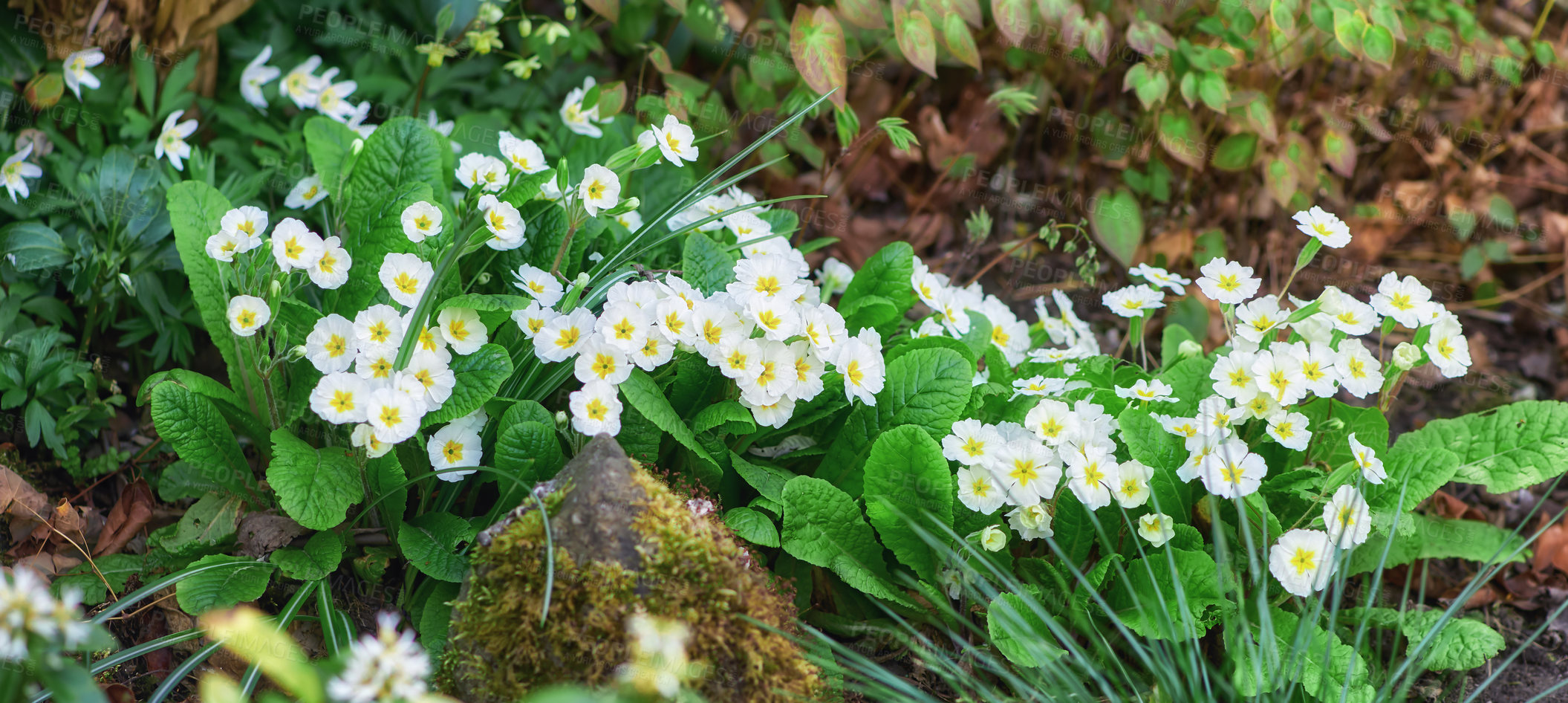 Buy stock photo Flowers, plants and garden with nature, environment and landscape with grass field. Empty, outdoor and floral with sunshine, growth and bloom with sprout, earth day or countryside with sustainability