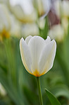 Tulips in my garden