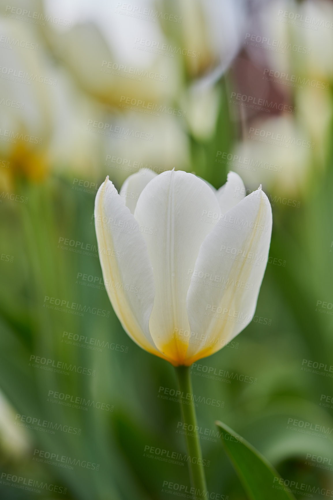 Buy stock photo Beautiful tulips in my garden in early springtime