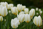 Tulips in my garden